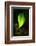 Leaf-Ursula Abresch-Framed Photographic Print