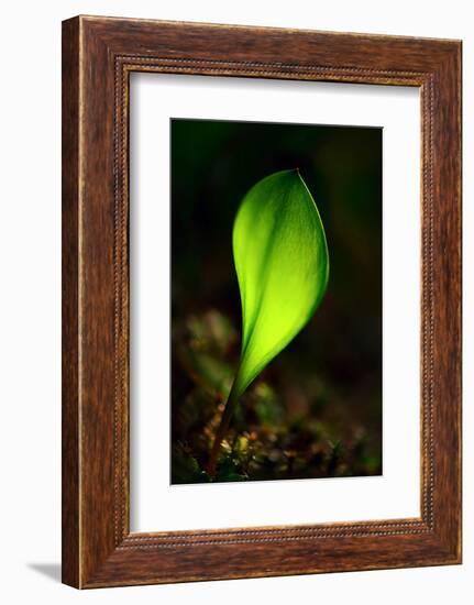 Leaf-Ursula Abresch-Framed Photographic Print