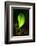 Leaf-Ursula Abresch-Framed Photographic Print