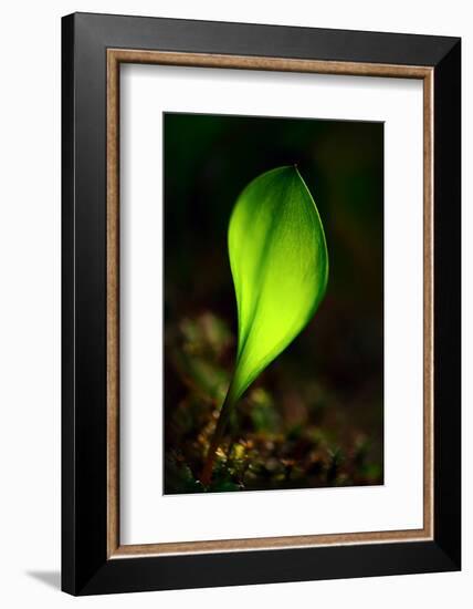 Leaf-Ursula Abresch-Framed Photographic Print