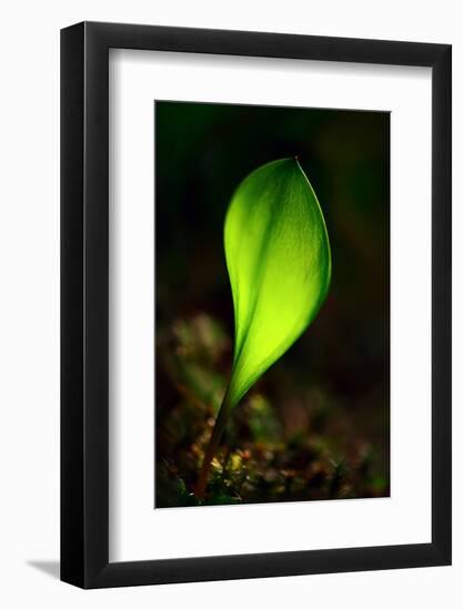 Leaf-Ursula Abresch-Framed Photographic Print