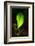 Leaf-Ursula Abresch-Framed Photographic Print