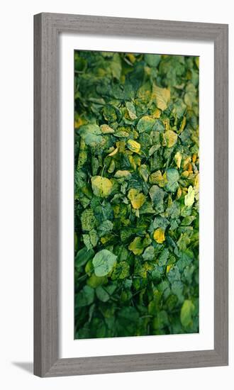 Leaf-Johan Lilja-Framed Photographic Print