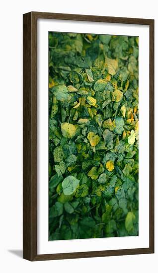 Leaf-Johan Lilja-Framed Photographic Print