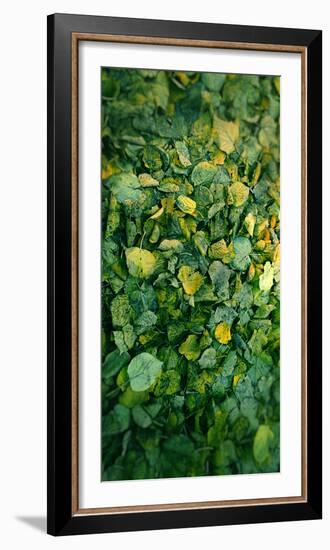 Leaf-Johan Lilja-Framed Photographic Print