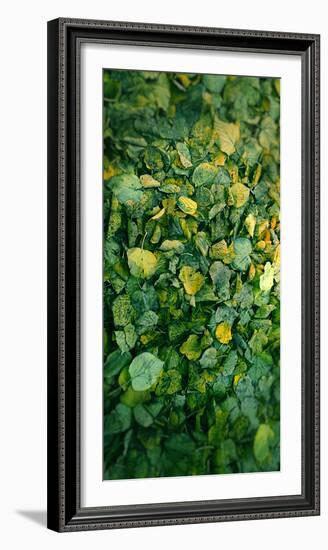 Leaf-Johan Lilja-Framed Photographic Print