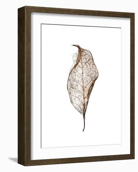Leaf-Design Fabrikken-Framed Photographic Print