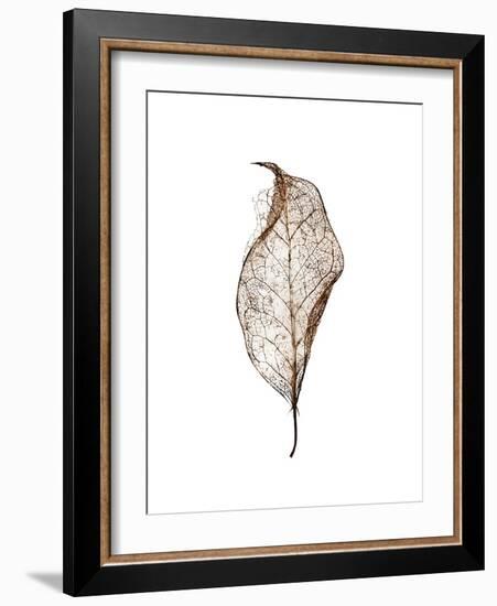 Leaf-Design Fabrikken-Framed Photographic Print