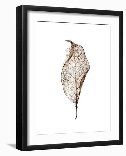 Leaf-Design Fabrikken-Framed Photographic Print