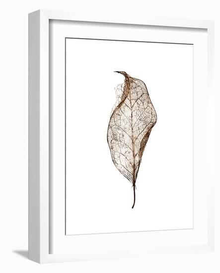 Leaf-Design Fabrikken-Framed Photographic Print