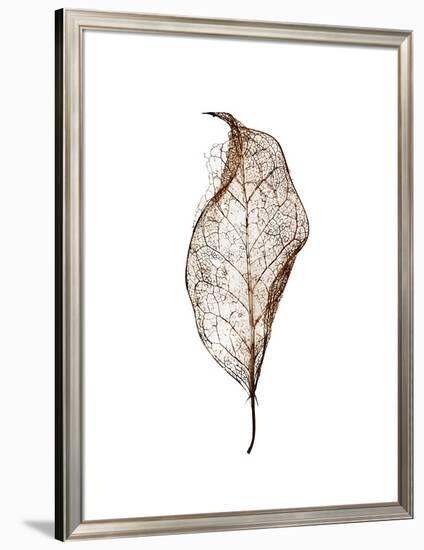 Leaf-Design Fabrikken-Framed Photographic Print