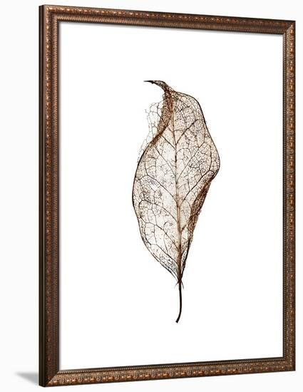 Leaf-Design Fabrikken-Framed Photographic Print