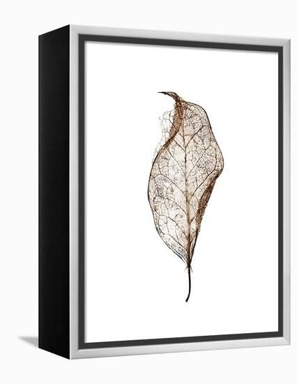 Leaf-Design Fabrikken-Framed Premier Image Canvas