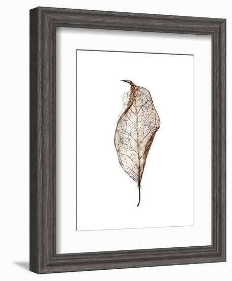 Leaf-Design Fabrikken-Framed Photographic Print