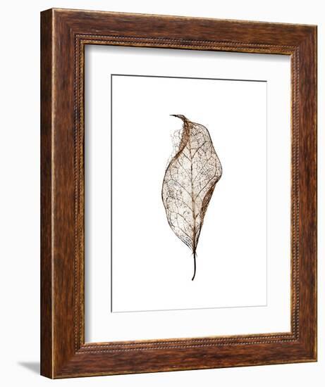 Leaf-Design Fabrikken-Framed Photographic Print