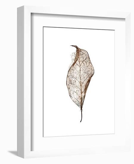 Leaf-Design Fabrikken-Framed Photographic Print