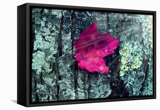 Leaf-Mark Ashkenazi-Framed Premier Image Canvas