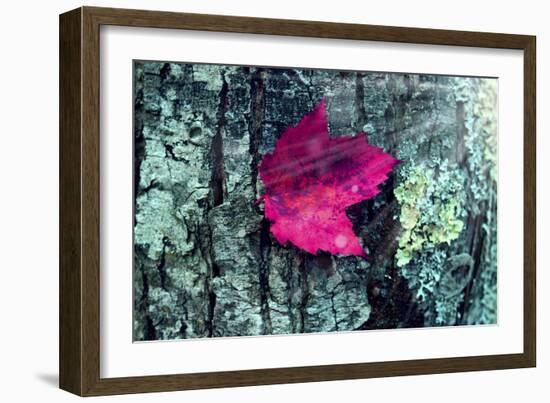 Leaf-Mark Ashkenazi-Framed Giclee Print