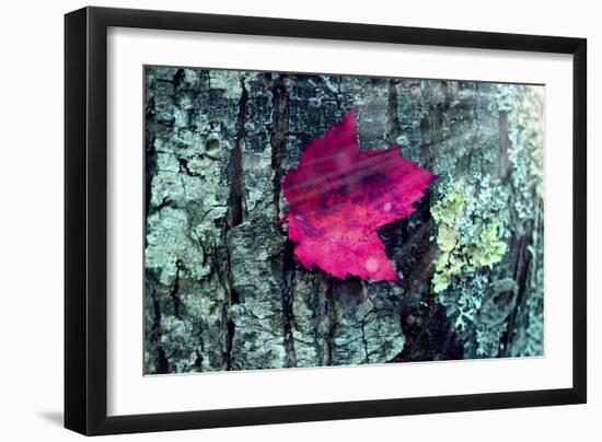 Leaf-Mark Ashkenazi-Framed Giclee Print