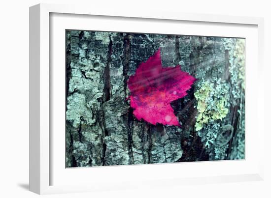 Leaf-Mark Ashkenazi-Framed Giclee Print