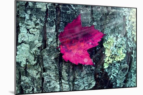 Leaf-Mark Ashkenazi-Mounted Giclee Print