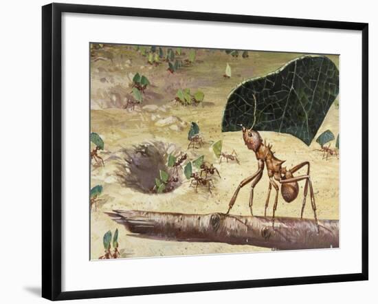 Leafcutter Ant (Acromyrmex Lundii), Formicidae-null-Framed Giclee Print