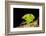 Leafcutter ant (Atta cephalotes,) carrying pieces of leaves, Costa Rica.-Konrad Wothe-Framed Photographic Print