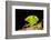 Leafcutter ant (Atta cephalotes,) carrying pieces of leaves, Costa Rica.-Konrad Wothe-Framed Photographic Print