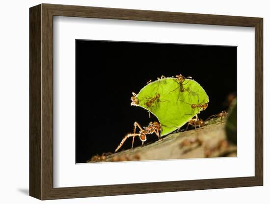 Leafcutter ant (Atta cephalotes,) carrying pieces of leaves, Costa Rica.-Konrad Wothe-Framed Photographic Print