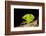 Leafcutter ant (Atta cephalotes,) carrying pieces of leaves, Costa Rica.-Konrad Wothe-Framed Photographic Print