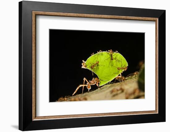 Leafcutter ant (Atta cephalotes,) carrying pieces of leaves, Costa Rica.-Konrad Wothe-Framed Photographic Print