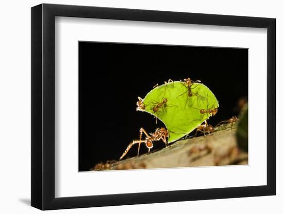 Leafcutter ant (Atta cephalotes,) carrying pieces of leaves, Costa Rica.-Konrad Wothe-Framed Photographic Print