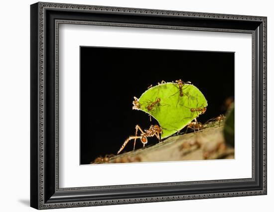 Leafcutter ant (Atta cephalotes,) carrying pieces of leaves, Costa Rica.-Konrad Wothe-Framed Photographic Print