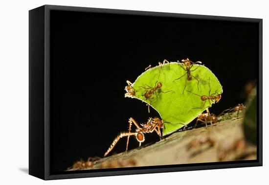 Leafcutter ant (Atta cephalotes,) carrying pieces of leaves, Costa Rica.-Konrad Wothe-Framed Premier Image Canvas