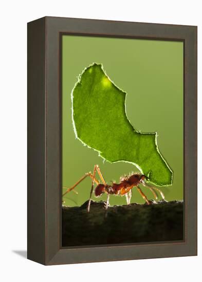 Leafcutter Ant, Costa Rica-null-Framed Premier Image Canvas