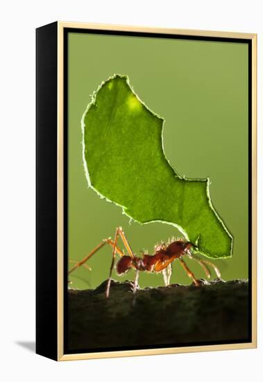 Leafcutter Ant, Costa Rica-null-Framed Premier Image Canvas