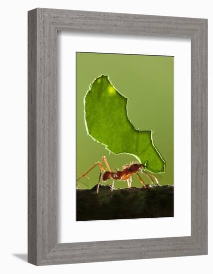 Leafcutter Ant, Costa Rica-null-Framed Photographic Print