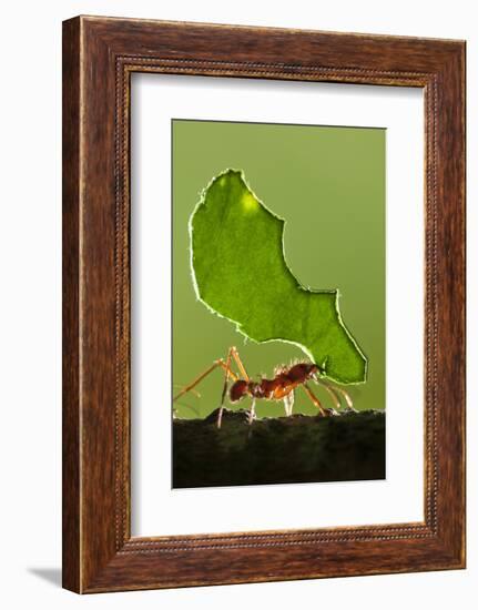 Leafcutter Ant, Costa Rica-null-Framed Photographic Print