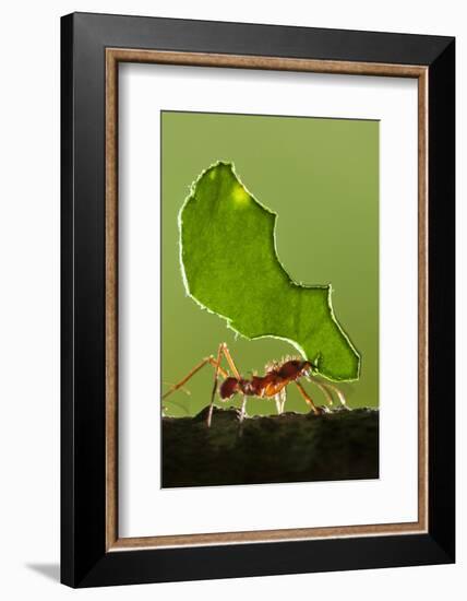 Leafcutter Ant, Costa Rica-null-Framed Photographic Print