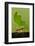 Leafcutter Ant, Costa Rica-null-Framed Photographic Print