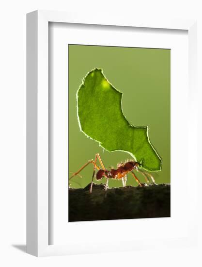 Leafcutter Ant, Costa Rica-null-Framed Photographic Print