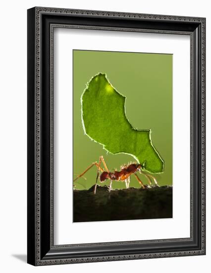 Leafcutter Ant, Costa Rica-null-Framed Photographic Print