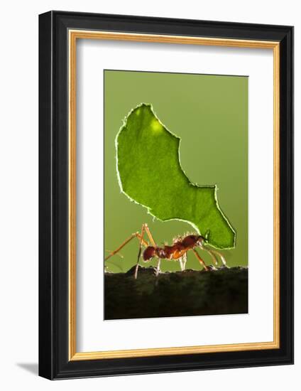 Leafcutter Ant, Costa Rica-null-Framed Photographic Print