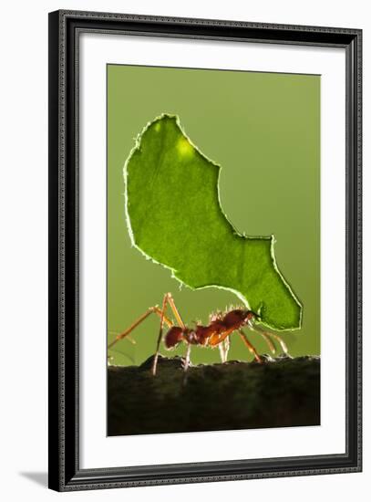 Leafcutter Ant, Costa Rica-null-Framed Photographic Print