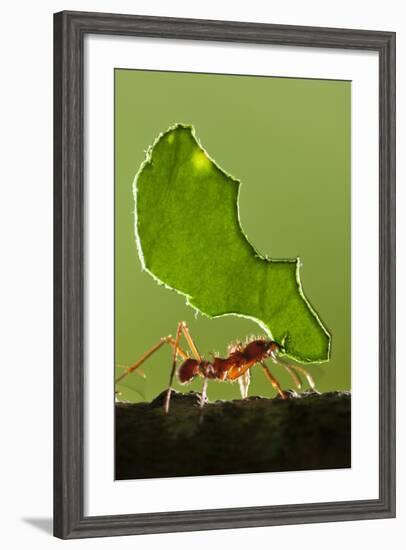 Leafcutter Ant, Costa Rica-null-Framed Photographic Print