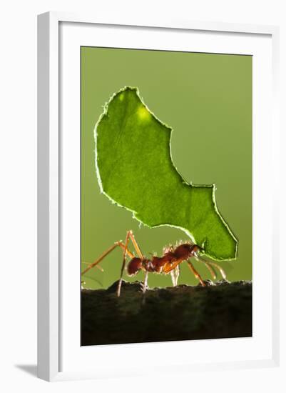 Leafcutter Ant, Costa Rica-null-Framed Photographic Print