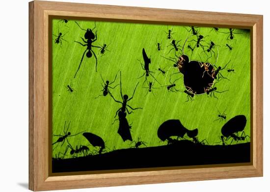 Leafcutter Ants (Atta Sp) Colony Harvesting a Banana Leaf, Costa Rica-Bence Mate-Framed Premier Image Canvas