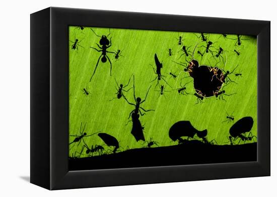 Leafcutter Ants (Atta Sp) Colony Harvesting a Banana Leaf, Costa Rica-Bence Mate-Framed Premier Image Canvas