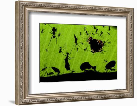 Leafcutter Ants (Atta Sp) Colony Harvesting a Banana Leaf, Costa Rica-Bence Mate-Framed Photographic Print