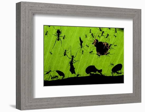 Leafcutter Ants (Atta Sp) Colony Harvesting a Banana Leaf, Costa Rica-Bence Mate-Framed Photographic Print